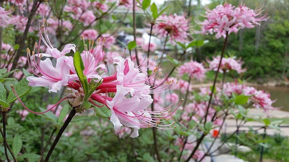 piedmont_azalea